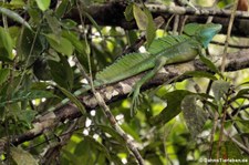 Stirnlappenbasilisk (Basiliscus plumifrons) im Nationalpark Tortuguero, Costa Rica