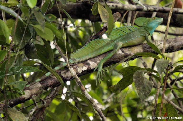 Basiliscus plumifrons