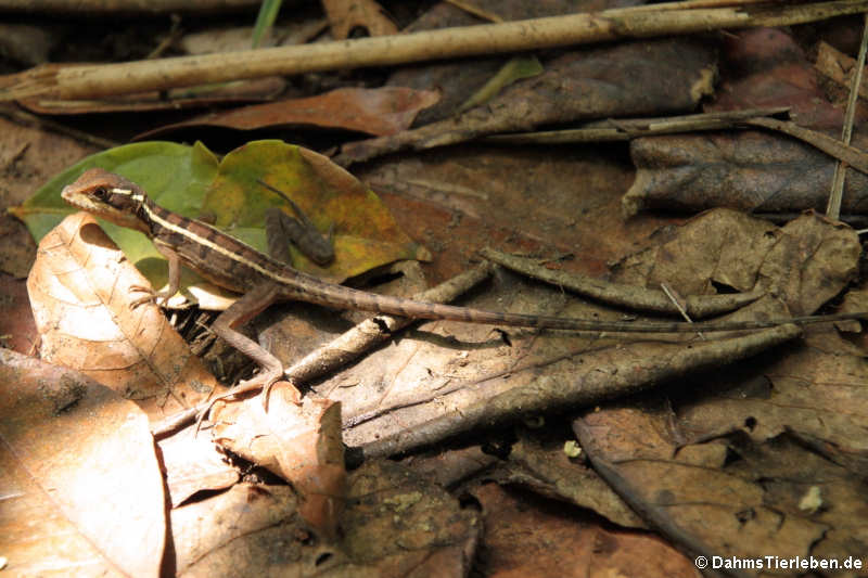 Junger Streifenbasilisk (Basiliscus vittatus)