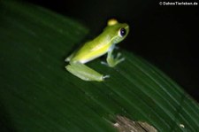 Boana rufitela im Nationalpark Tortuguero, Costa Rica