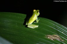 Boana rufitela im Nationalpark Tortuguero, Costa Rica