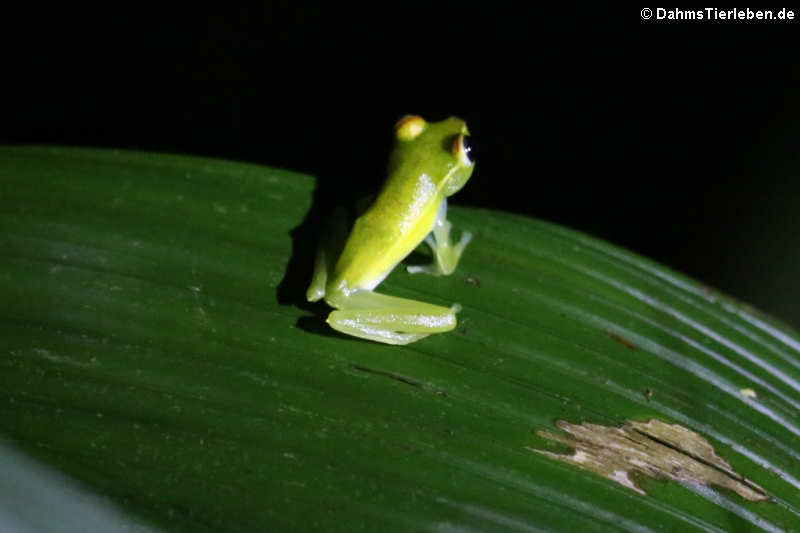 Boana rufitela