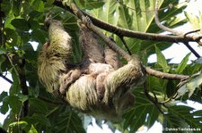 Braunkehl-Faultier (Bradypus variegatus) mit Jungtier im Nationalpark Tortuguero, Costa Rica