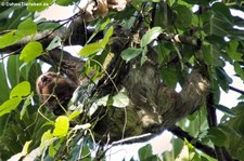 Braunkehl-Faultier (Bradypus variegatus) im Nationalpark Tortuguero, Costa Rica