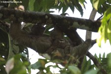 Braunkehl-Faultier (Bradypus variegatus) mit Jungtier im Nationalpark Tortuguero, Costa Rica