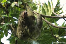 Braunkehl-Faultier (Bradypus variegatus) im Nationalpark Tortuguero, Costa Rica