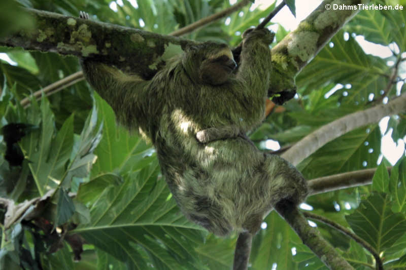 Braunkehl-Faultier (Bradypus variegatus) mit Jungtier