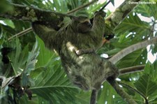 Braunkehl-Faultier (Bradypus variegatus) im Nationalpark Tortuguero, Costa Rica