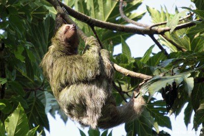 Braunkehl-Faultier (Bradypus variegatus)