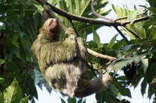 Braunkehl-Faultier (Bradypus variegatus) im Nationalpark Tortuguero, Costa Rica