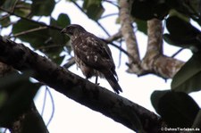 Breitflügelbussard (Buteo platypterus platypterus) im Nationalpark Tortuguero, Costa Rica