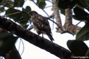 Buteo platypterus platypterus