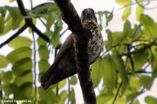 Breitflügelbussard (Buteo platypterus platypterus) im Nationalpark Tortuguero, Costa Rica