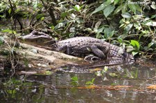 Krokodilkaiman oder Nördlicher Brillenkaiman
(Caiman crocodilus fuscus) im Nationalpark Tortuguero, Costa Rica