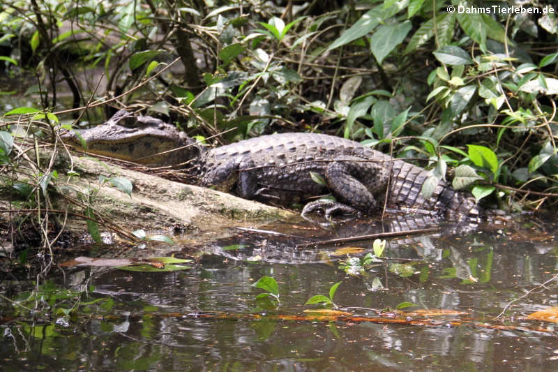 Krokodilkaiman aus Costa Rica (Caiman crocodylus)