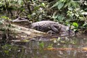 Caiman crocodilus fuscus