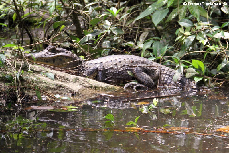 Caiman crocodilus fuscus