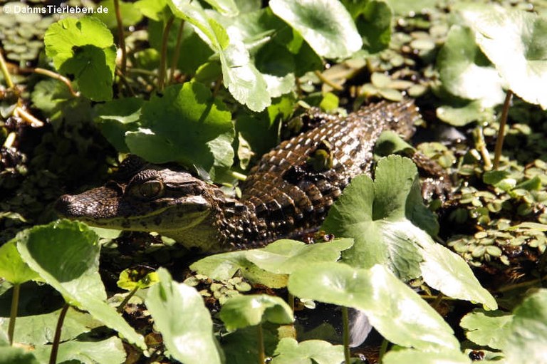 Caiman crocodilus fuscus