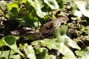 Caiman crocodilus fuscus