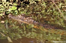 Krokodilkaiman oder Nördlicher Brillenkaiman
(Caiman crocodilus fuscus) im Nationalpark Tortuguero, Costa Rica