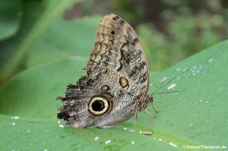 Bananenfalter (Caligo telamonius memnon)