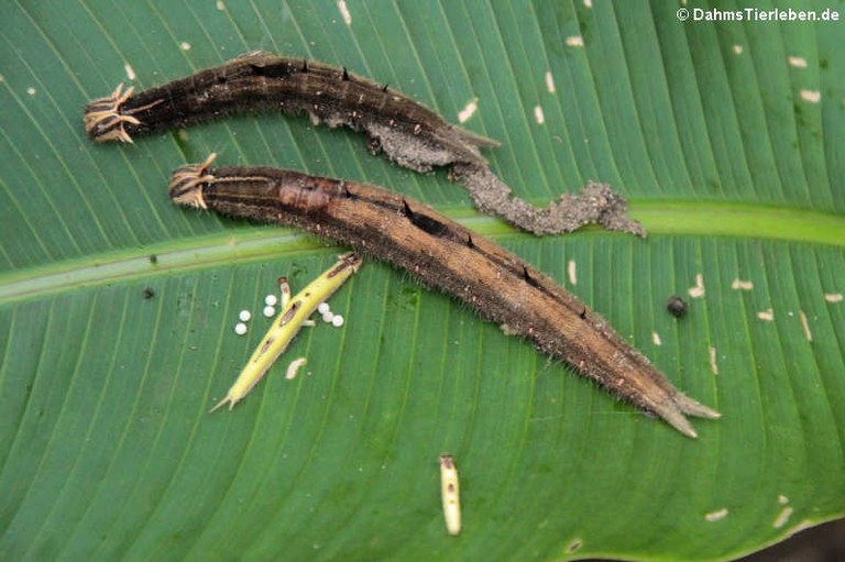 Caligo memnon (Raupe)