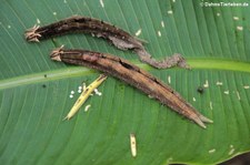 Raupe des Bananenfalters (Caligo memnon) im Nationalpark Tortuguero, Costa Rica