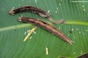 Caligo telamonius memnon (Raupen)