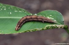 Raupe des Bananenfalters (Caligo memnon) im Nationalpark Tortuguero, Costa Rica