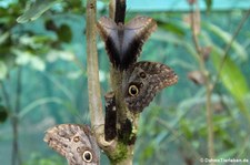 Bananenfalter (Caligo memnon) im Nationalpark Tortuguero, Costa Rica