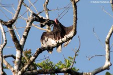 Truthahngeier (Cathartes aura aura) im Nationalpark Tortuguero, Costa Rica