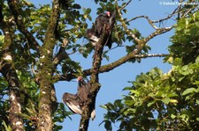 Truthahngeier (Cathartes aura aura) im Nationalpark Tortuguero, Costa Rica