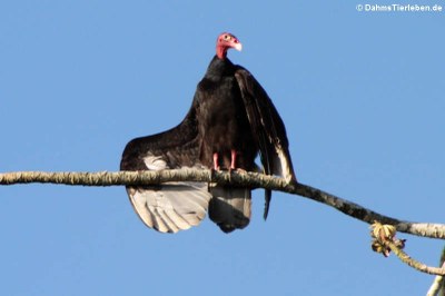 Truthahngeier (Cathartes aura aura)