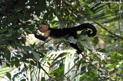Panama-Kapuzineraffe (Cebus imitator)