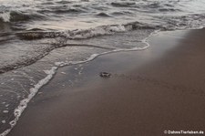 Grüne Meeresschildkröte (Chelonia mydas) im Nationalpark Tortuguero, Costa Rica