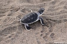 Grüne Meeresschildkröte (Chelonia mydas) im Nationalpark Tortuguero, Costa Rica