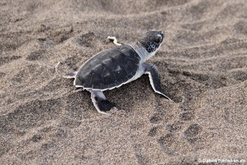 Chelonia mydas