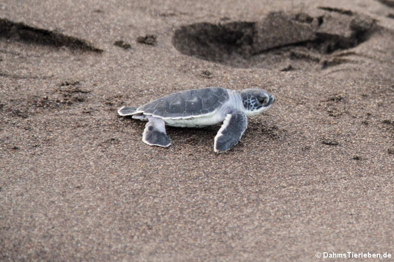 Eine soeben geschlüpfte grüne Meeresschildkröte (Chelonia mydas) auf dem Weg zum Meer