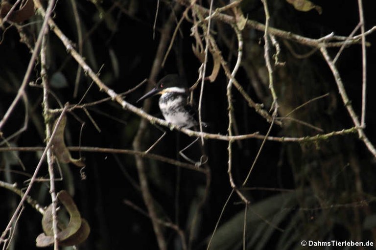 Chloroceryle amazona