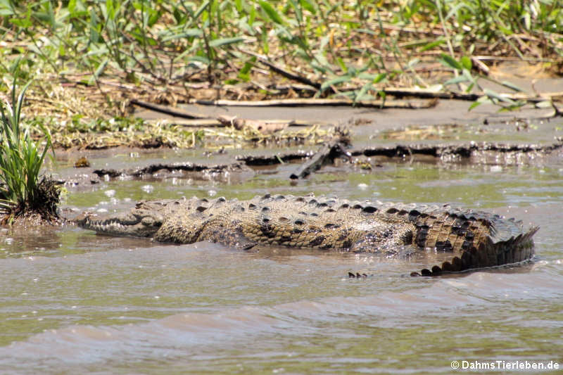 Crocodylus acutus