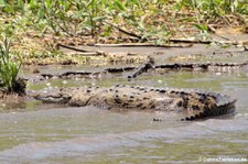 Spitzkrokodil (Crocodylus acutus) im Nationalpark Tortuguero, Costa Rica