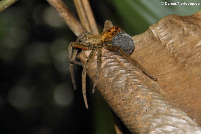 Cupiennius coccineus