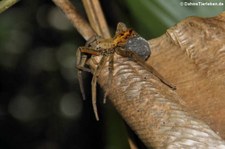 Kammspinne (Cupiennius coccineus) im Nationalpark Tortuguero, Costa Rica