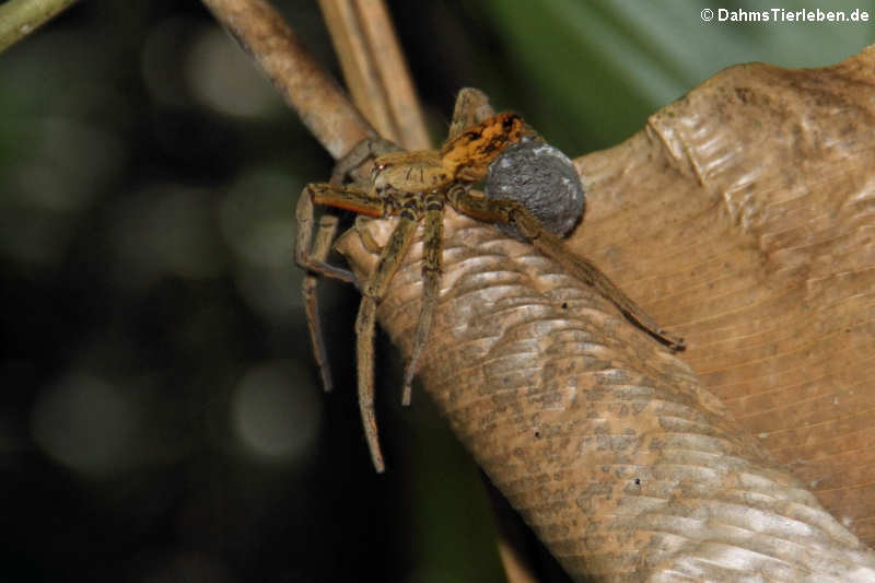 Cupiennius coccineus