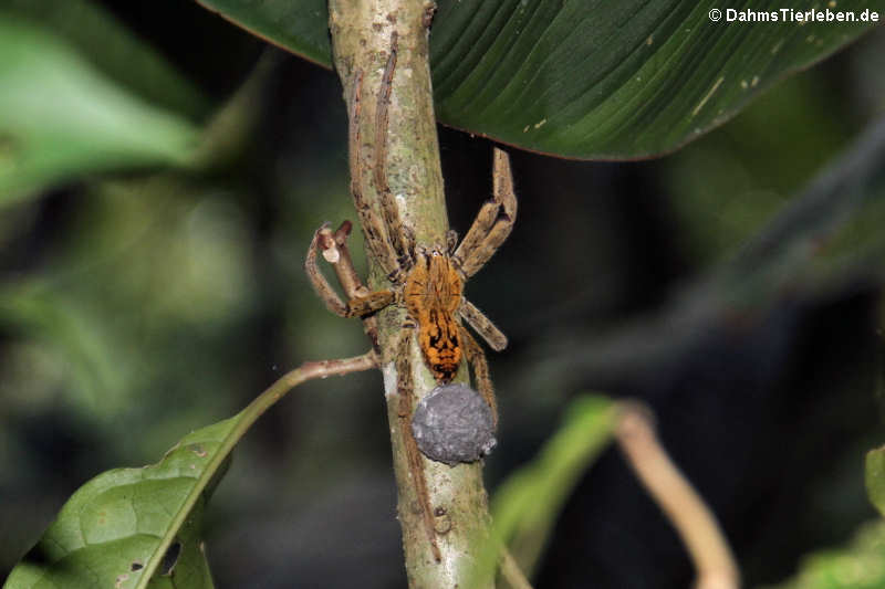 Cupiennius coccineus (Kammspinne)