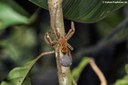 Cupiennius coccineus