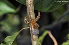 Kammspinne (Cupiennius coccineus) im Nationalpark Tortuguero, Costa Rica