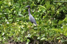 Blaureiher (Egretta caerulea) im Nationalpark Tortuguero, Costa Rica