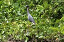 Egretta caerulea