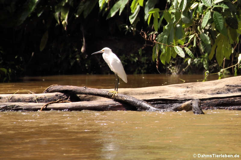 Egretta thula thula